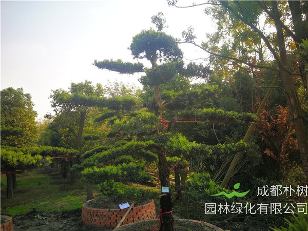 罗汉松种在公司好吗？